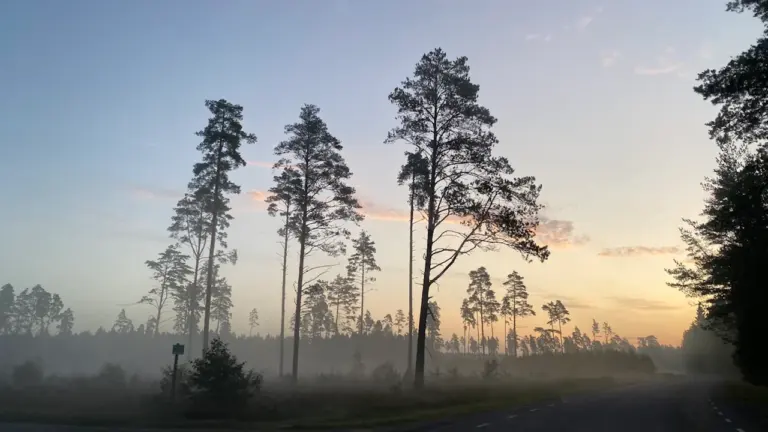 Uduvälja ja mändidega ääristatud tühi maantee Eestimaa looduses päikesetõusu ajal.