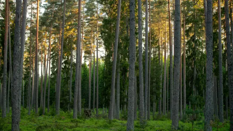Enne nädalavahetust kontrolli Eesti tuleohukaarti