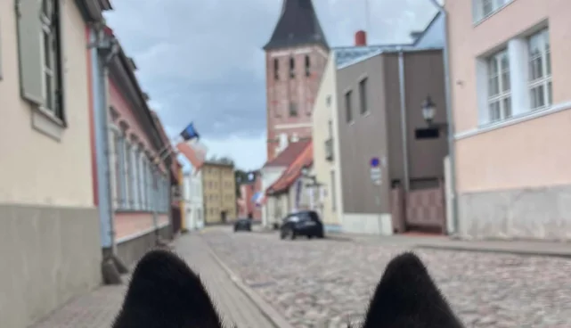 Koeraga muuseumisse päev Tartus: hooviprogramm on tasuta