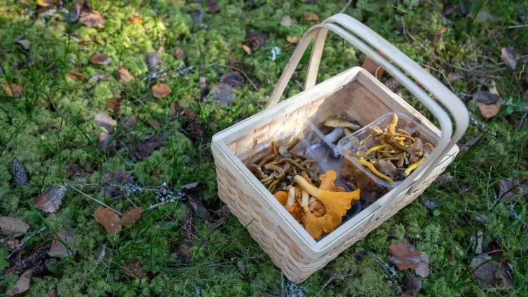 Metsa marjule või seenele: ohutu retke pakkimisnimekiri
