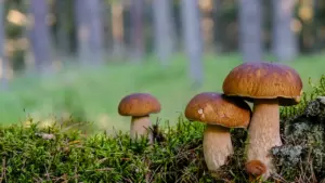 Kivipuravikud kasvamas Lahemaa metsas sambla sees looduslikus keskkonnas Eestis