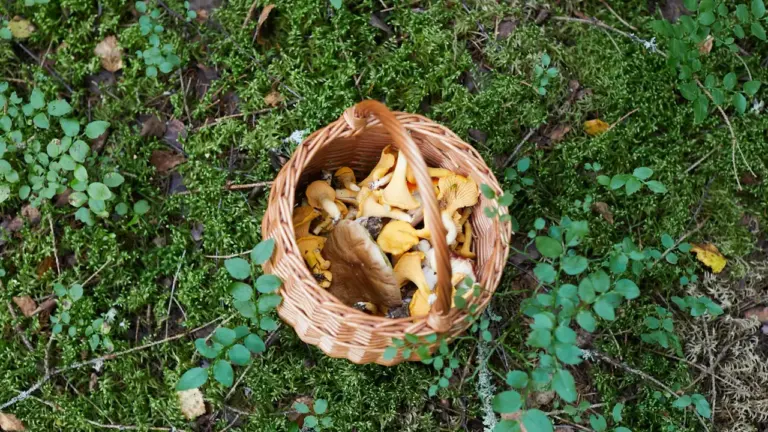 Punutud korv metsast korjatud seentega rohelisel samblasel metsapõhjal.