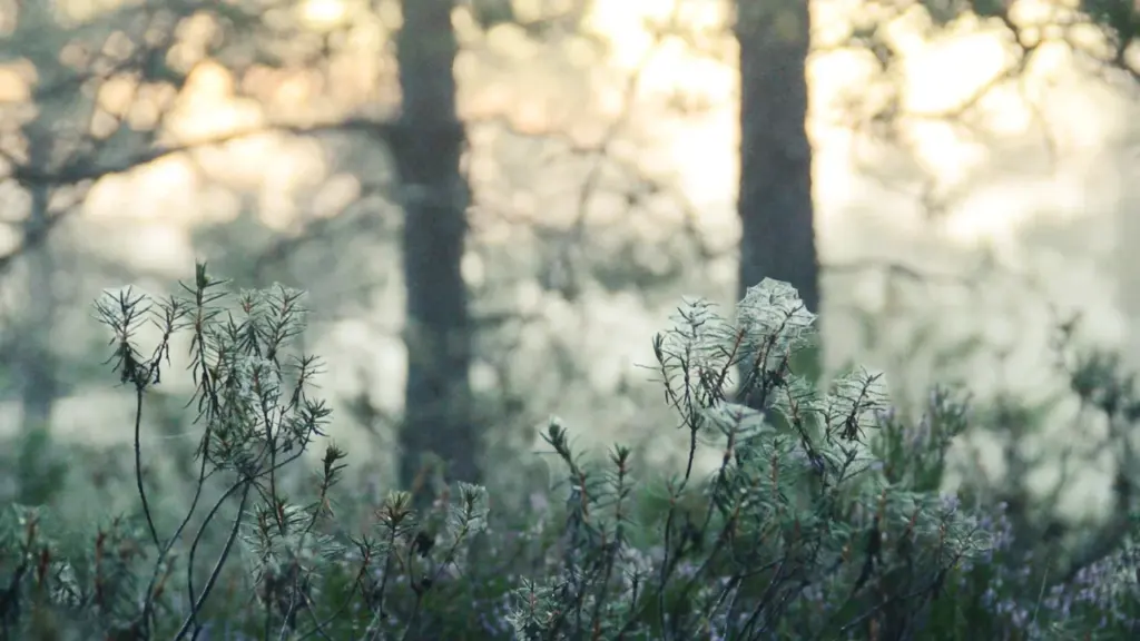 Kasteheites sädelevad ämblikuvõrgud Eestimaa varahommikuses uduses metsas.