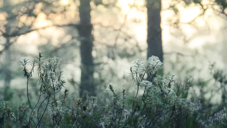 Kasteheites sädelevad ämblikuvõrgud Eestimaa varahommikuses uduses metsas.